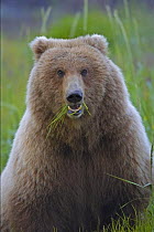 Grizzly bear (Ursus arctos horribilis) sow feeding in meadow, Katmai Coast, Alaska (non-ex)
