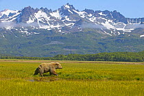 RF- Grizzly bear (Ursus arctos horribilis) in alpine meadow, Katmai, Alaska. (This image may be licensed either as rights managed or royalty free.)
