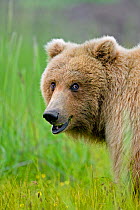 RF- Grizzly bear (Ursus arctos horribilis) grazing in meadow, Katmai Coast, Alaska. (This image may be licensed either as rights managed or royalty free.)
