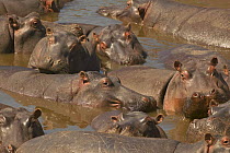 Hippopotamus (Hippopotamus amphibius) pod in Mara river, Masai Mara, Kenya (non-ex)