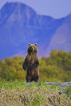 Grizzly bear (Ursus arctos horribilis) on alert watching more dominant bear, Alaska (non-ex)