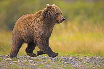 Grizzly bear (Ursus arctos horribilis) running along river bank, Katmai, Alaska (non-ex)