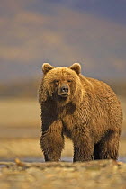 Grizzly bear (Ursus arctos horribilis) sow showing weight gain before hibernation, Katmai Coast, Alaska (non-ex)