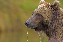 Grizzly bear (Ursus arctos horribilis) dripping with water from fishing, Katmai, Alaska (non-ex)