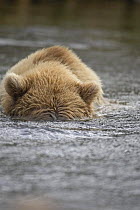 Grizzly bear (Ursus arctos horribilis) fishing in pool, Katmai Coast, Alaska (non-ex)