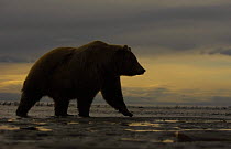 Grizzly bear (Ursus arctos horribilis) on foreshore before sunrise, Katmai Coast, Alaska (non-ex)
