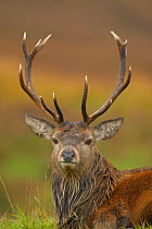 RF- Red deer (Cervus elaphus) stag portrait, during rut, Scotland, UK. (This image may be licensed either as rights managed or royalty free.)