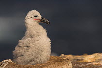 Black-browed albatross (Thalassarche melanophrys) chick, Falkland Islands (non-ex)