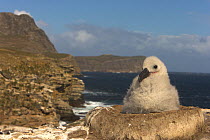 Black-browed albatross (Thalassarche melanophrys) chick on nest, Falkland Islands (non-ex)