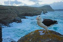 Black-browed albatross (Thalassarche melanophrys) in coastal habitat, Falkland Islands (non-ex)