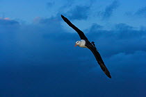 Black-browed albatross (Thalassarche melanophrys) flying, Falkland Islands (non-ex)