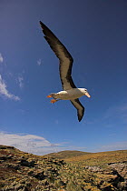 Black-browed albatross (Thalassarche melanophrys) flying in habitat, Falkland Islands (non-ex)