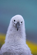 Black-browed albatross (Thalassarche melanophrys) chick, Falkland Islands (non-ex)
