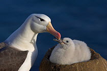 Black-browed albatross (Thalassarche melanophrys) feeding chick, Falkland Islands (non-ex)