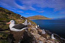 Black-browed albatross (Thalassarche melanophrys) colony, adults and chicks on nests, Falkland Islands (non-ex)