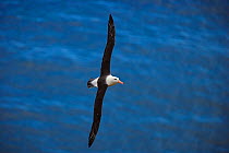 Black-browed albatross (Thalassarche melanophrys) flying over sea, Falkland Islands (non-ex)