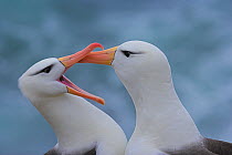 Black-browed albatross (Thalassarche melanophrys) courtship, Falkland Islands (non-ex)