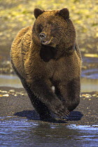 Grizzly bear (Ursus arctos horribilis) running into river to catch salmon, Alaska (non-ex)