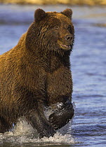 Grizzly bear (Ursus arctos horribilis) charging through water hunting for salmon, Alaska (non-ex)