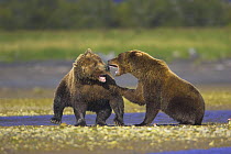 Two Grizzly bear (Ursus arctos horribilis) sows fighting over fish, Alaska (non-ex)