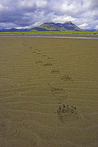 Grizzly bear (Urus arctos horribilis) tracks in sand, Alaska (non-ex)