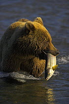 Grizzly bear (Ursus arctos horribilis) carrying freshly caught Silver / Coho salmon (Oncorhynchus kisutch), Alaska (non-ex)
