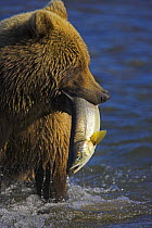Grizzly bear (Ursus arctos horribilis) carrying freshly caught Silver / Coho salmon (Oncorhynchus kisutch) Alaska (non-ex)