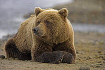 Grizzly bear (Ursus arctos horribilis) resting by river waiting for salmon, Alaska (non-ex)