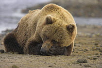 Grizzly bear (Ursus arctos horribilis) resting by river, Alaska (non-ex)