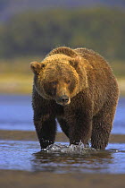 Grizzly bear (Ursus arctos horribilis) sow crossing river, Alaska (non-ex)