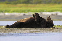 Grizzly bear (Ursus arctos horribilis) lying on its back resting, Alaska (non-ex)
