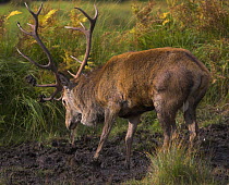 Red deer (Cervus elaphus) stag scent marking using urine, during rut, Scottish Highlands, UK (non-ex)