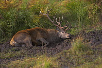 Red deer (Cervus elaphus) stag, scent marking mud during rut, Scottish Highlands, UK (non-ex)