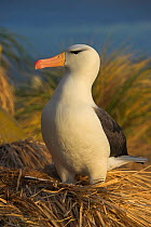 Black-browed albatross (Thalassarche melanophrys) on nest, Falkland Islands (non-ex)