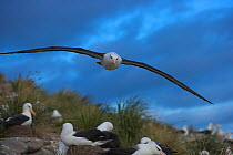 Black-browed albatross (Thalassarche melanophrys) flying over colony, Falkland Islands (non-ex)