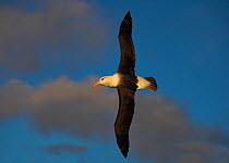 RF- Black Browed albatross (Thalassarche melanophrys) flying at sunset, South Georgia. (This image may be licensed either as rights managed or royalty free.)