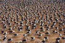 Black-browed albatross (Thalassarche melanophrys) colony, Steeple Jason, Falkland Islands (non-ex)