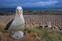 Black-browed albatross (Thalassarche melanophrys) with chick on nest, part of a large colony, Steeple Jason, Falkland Islands (non-ex)