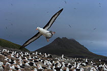 Black-browed albatross (Thalassarche melanophrys) flying over colony, Steeple Jason, Falkland Islands (non-ex)