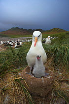 Black-browed albatross (Thalassarche melanophrys) with chick on nest, part of a large colony, Steeple Jason, Falkland Islands (non-ex)