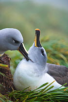 Grey-headed albatross (Thalassarche / Diomedea chrysostoma) pair bonding on nest, South Georgia