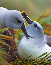 Grey-Headed albatross (Thalassarche / Diomedea chrysostoma) pair bonding on nest, South Georgia