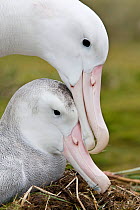 Wandering albatross (Diomedea exulans) mating, South Georgia (non-ex)
