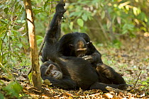 Chimpanzee (Pan troglodytes) resting in forest whilst being groomed, Mahale NP, Tanzania (non-ex)