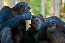RF- Chimpanzee (Pan troglodytes) being groomed whilst eating berries. Mahale National Park, Tanzania. Endangered species. (This image may be licensed either as rights managed or royalty free.)