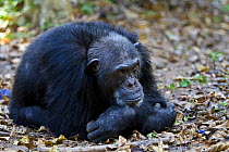 Chimpanzee (Pan troglodytes) resting, Mahale NP, Tanzania (non-ex)