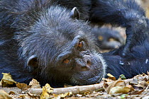 Chimpanzee (Pan troglodytes) resting, Mahale NP, Tanzania (non-ex)