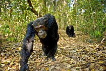 Chimpanzee (Pan troglodytes) walking in forest, Mahale NP, Tanzania (non-ex)