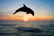 RF- Bottlenose dolphin (Tursiops truncatus) jumping at sunset, Caribbean. (This image may be licensed either as rights managed or royalty free.)
