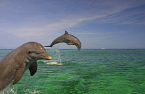 Two Bottlenose dolphins (Tursiops truncatus) jumping, in foreground and background, Caribbean (non-ex)